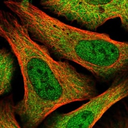 XAB1 Antibody, Novus Biologicals:Antibodies:Primary Antibodies